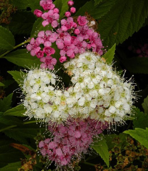 Spiraea japonica 'Genpei'  2 lit